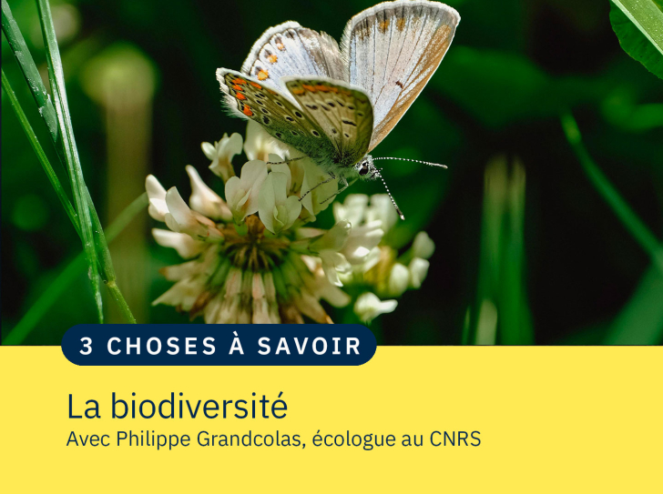 Un papillon sur un pissenlit