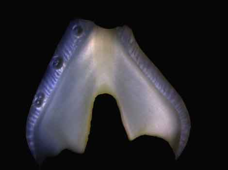 The secrets of tooth calcium revealed