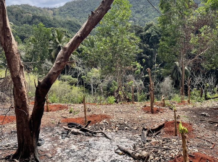 A gauche, un arbre calciné. Traces de feu au sol. Paysage forestier abimé