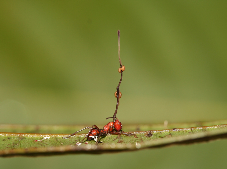 Une fourmi infectée par le champignon cordyceps