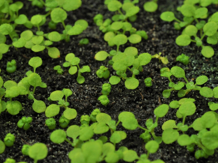 CRISPR-Cas9 dwarf mutants of lady's cress