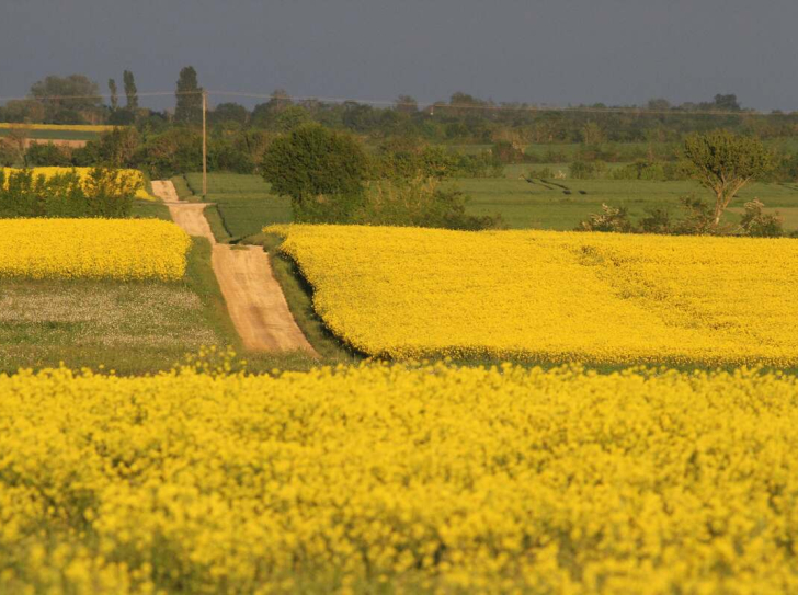 champ de colza