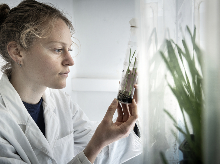 Observation d'une micro-cage dans laquelle sont conservés les pucerons collectés dans un champ de blé