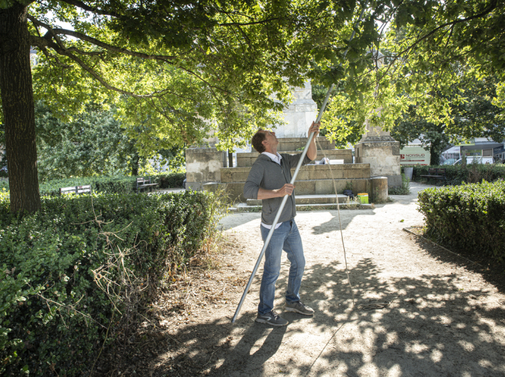 Collecte de feuilles d'un chêne pédonculé situé sur un substrat laissant s'infiltrer un peu l'eau, en ville, à Rennes