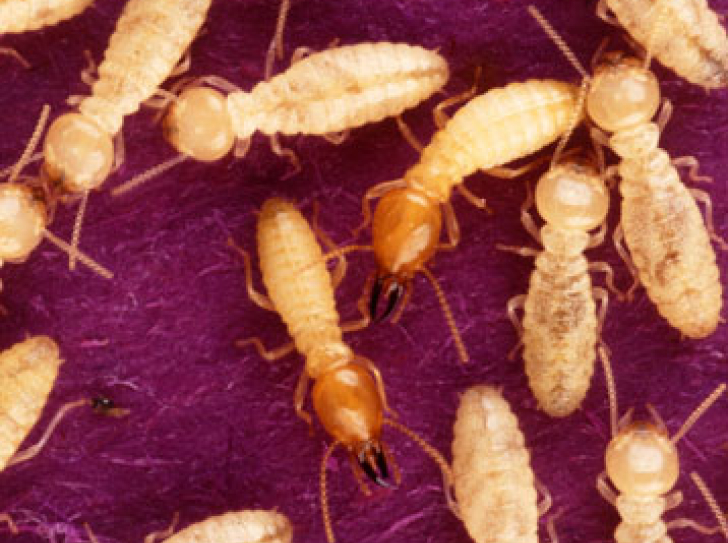 Invasion des insectes : l'économie mondiale affectée