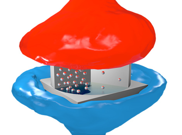 Electronic synapses that can learn : towards an artificial brain ?