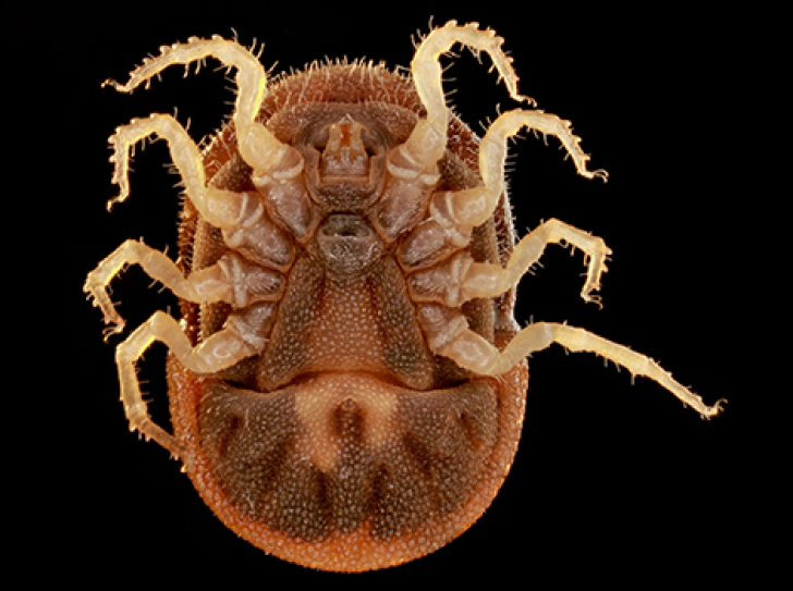 Bacteria ensure square meal for bloodsucking ticks