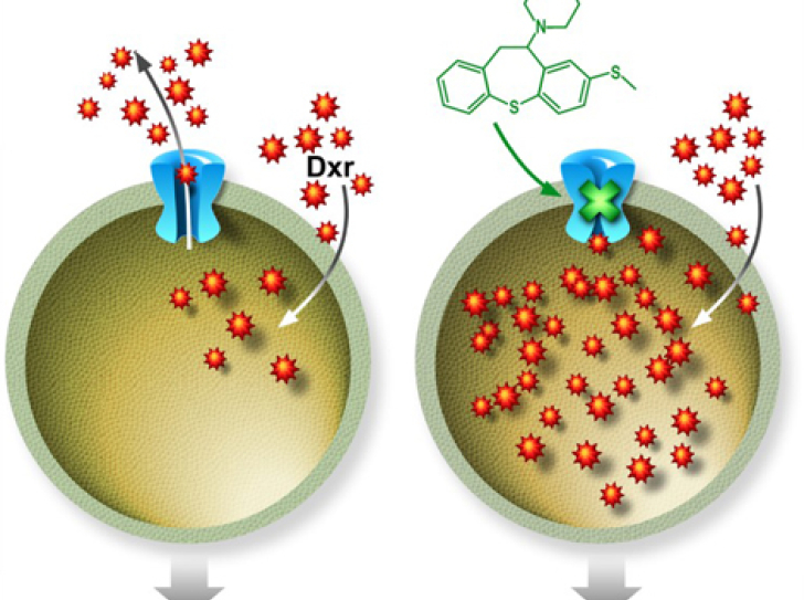 A molecule that can improve the efficiency of chemotherapy
