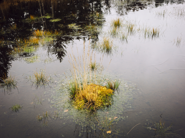 outside day, water filled soil with a bit of yellow-ish grass coming out of it