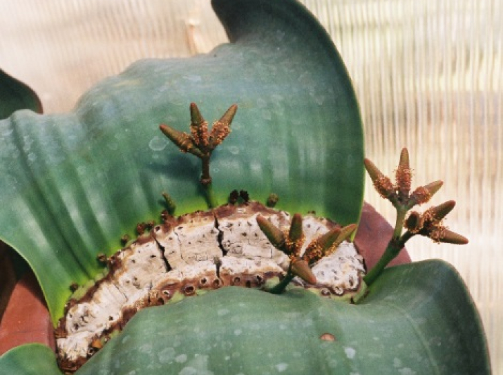 Where do flowers come from ? Shedding light on Darwin's "abominable mystery"