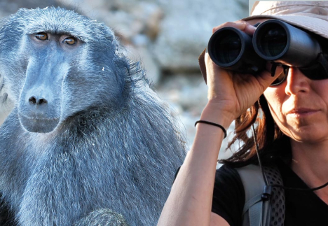 Elise Huchard, primatologue, regarde dans des jumelles. A côté, un grand babouin.