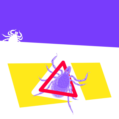 illustration d'une tique