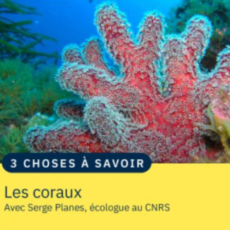 photographie d'un corail