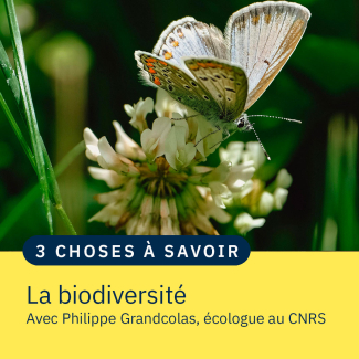 Un papillon sur une fleur de trèfle