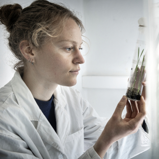 Observation d'une micro-cage dans laquelle sont conservés les pucerons collectés dans un champ de blé