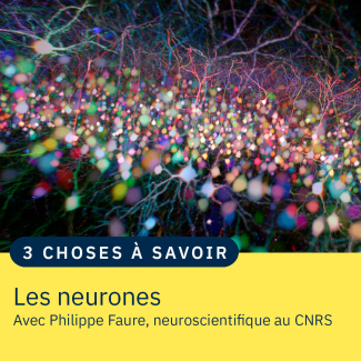 Neurones pyramidaux dans un cortex de souris