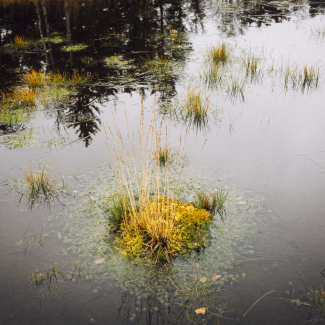 outside day, water filled soil with a bit of yellow-ish grass coming out of it