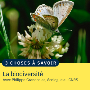 Un papillon sur un pissenlit