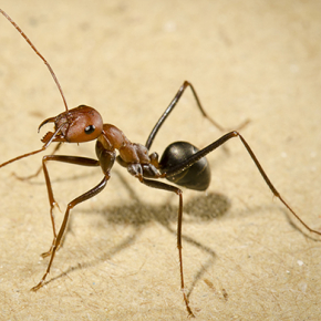How ants navigate homeward - forward, backward, or sideward