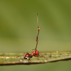 Une fourmi infectée par le champignon cordyceps