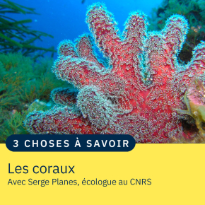 "Coraux mous" ou "soft coral" au large de Porquerolles