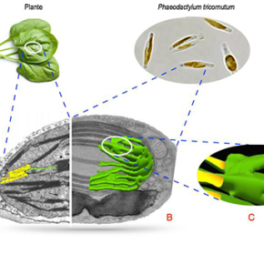 How phytoplankton rule the oceans