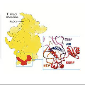 Discovery of a potential therapeutic target to combat trypanosomes
