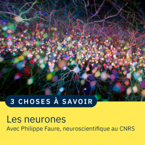 Neurones pyramidaux dans un cortex de souris