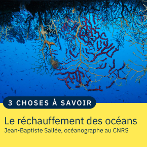 illustration coraux océaniques