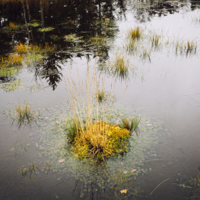outside day, water filled soil with a bit of yellow-ish grass coming out of it